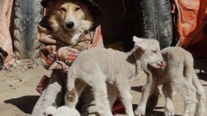 Pastorcita, la mascota que cuida ovejas en Challapata