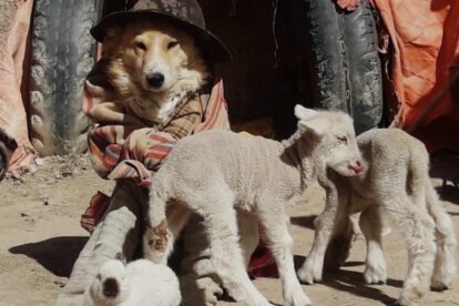 Pastorcita, la mascota que cuida ovejas en Challapata