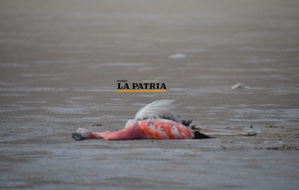 Proyecto hídrico Vilavilani II amenaza al lago Poopó