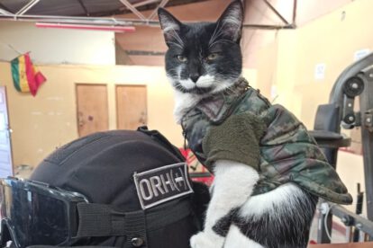 La Covid, la gatita guardiana de la UTOP en La Paz
