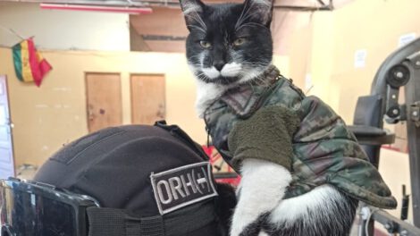 La Covid, la gatita guardiana de la UTOP en La Paz