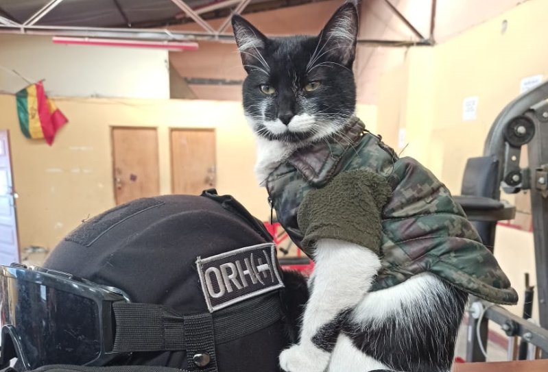 La Covid, la gatita guardiana de la UTOP en La Paz