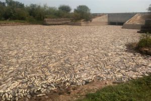Desastre ambiental río Pilcomayo
