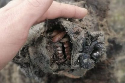 oso de la Edad de Hielo hallado en Rusia