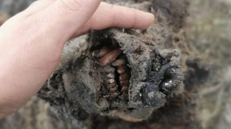 oso de la Edad de Hielo hallado en Rusia