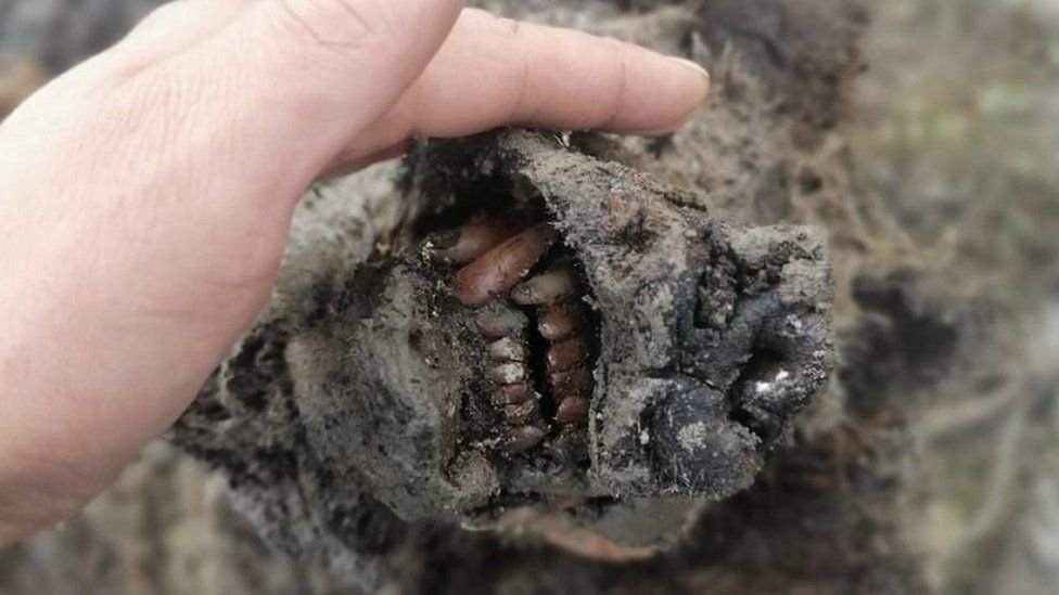 oso de la Edad de Hielo hallado en Rusia