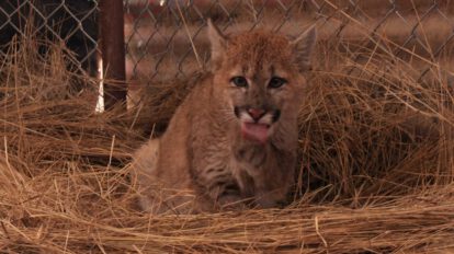 Pumi cachorra de puma rescatada en Puerto Villarroel