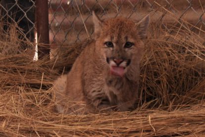 Pumi cachorra de puma rescatada en Puerto Villarroel