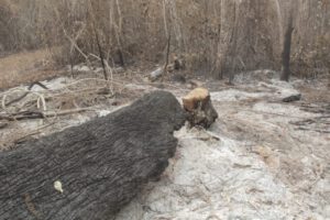 Incendio en la reserva Copaibo