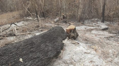 Incendio en la reserva Copaibo
