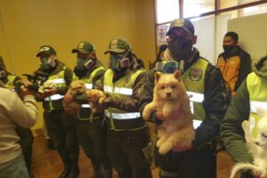 Rescate de mascotas en El Alto por la Policía Boliviana