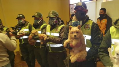 Rescate de mascotas en El Alto por la Policía Boliviana