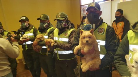 Rescate de mascotas en El Alto por la Policía Boliviana