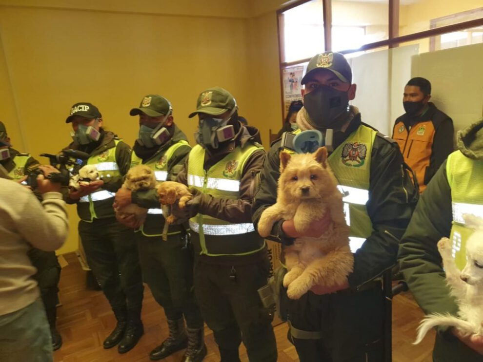 Rescate de mascotas en El Alto por la Policía Boliviana