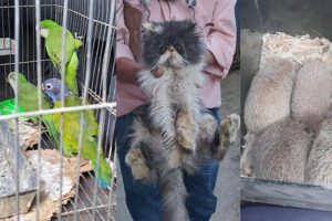 Rescate de animales silvestres por Pofoma en Cochabamba