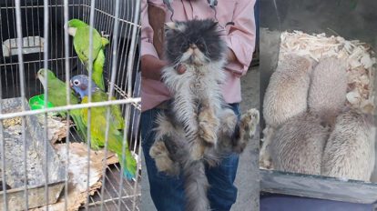 Rescate de animales silvestres por Pofoma en Cochabamba