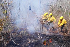 Incendios forestales en San Ignacio