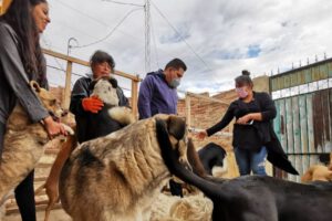 Mujer busca casa para 31 mascotas en Cochabamba