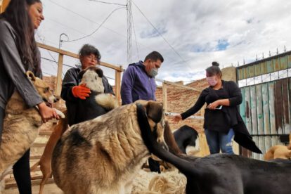 Mujer busca casa para 31 mascotas en Cochabamba