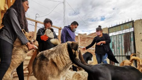 Mujer busca casa para 31 mascotas en Cochabamba