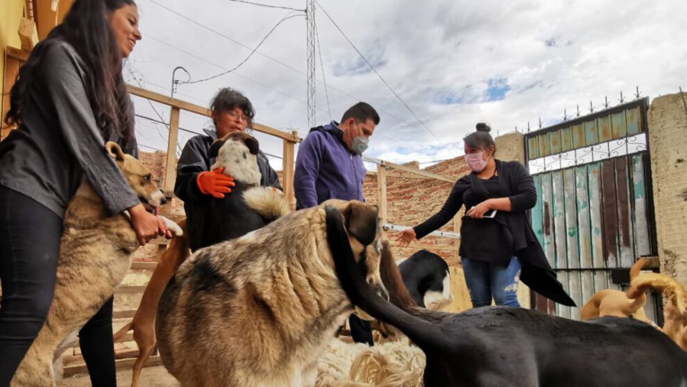 Mujer busca casa para 31 mascotas en Cochabamba
