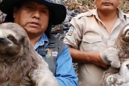 Rescate de osos perezosos antes de ser chamuscados