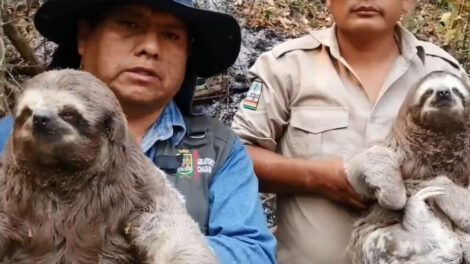 Rescate de osos perezosos antes de ser chamuscados
