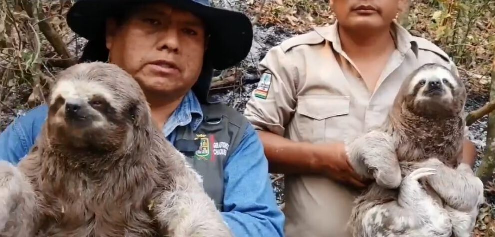 Rescate de osos perezosos antes de ser chamuscados