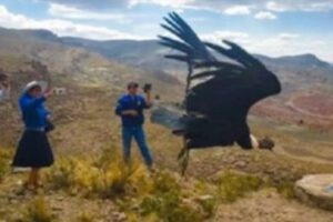 Cóndor Choqotingueñito vuelve a libertad en Potosí