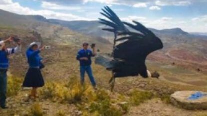 Cóndor Choqotingueñito vuelve a libertad en Potosí