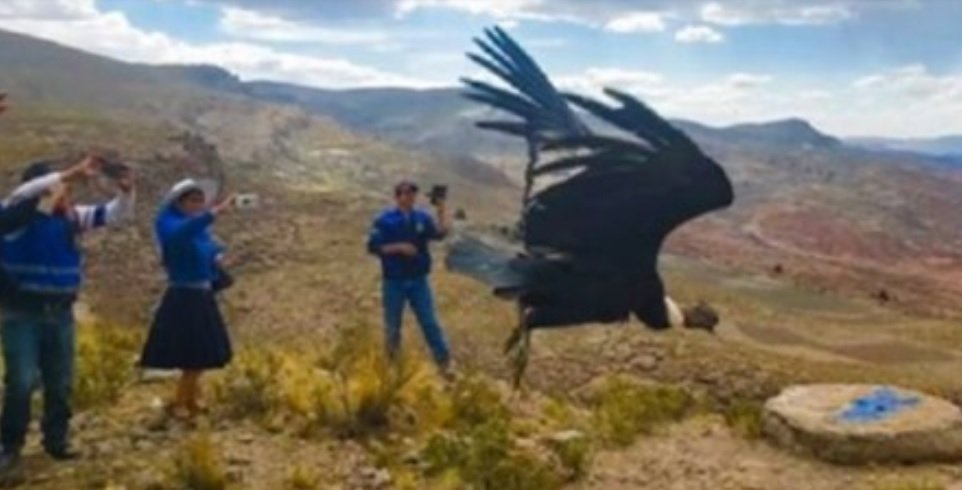 Cóndor Choqotingueñito vuelve a libertad en Potosí