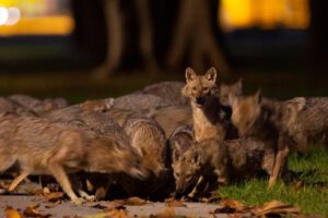 Perros chacales entrenados para detectar Covid-19