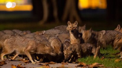 Perros chacales entrenados para detectar Covid-19