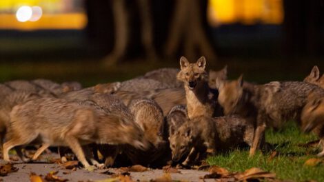 Perros chacales entrenados para detectar Covid-19
