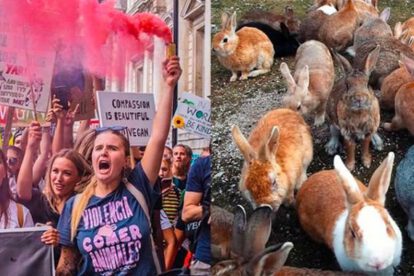 Activistas veganos y conejos en rescate liderado por Mythical Mia