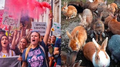 Activistas veganos y conejos en rescate liderado por Mythical Mia