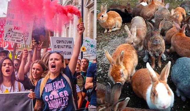 Activistas veganos y conejos en rescate liderado por Mythical Mia