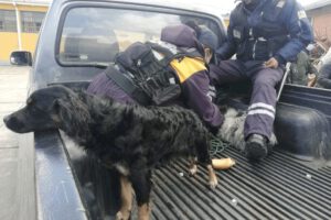 Rescatan animales que eran comercializados en la Feria 16 de Julio