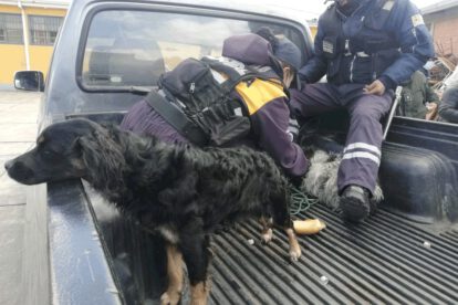 Rescatan animales que eran comercializados en la Feria 16 de Julio