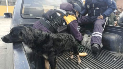 Rescatan animales que eran comercializados en la Feria 16 de Julio