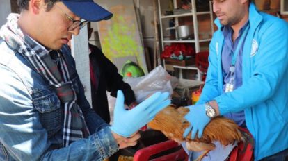 Rescate de aves en Bogotá por el Instituto Distrital de Protección Animal