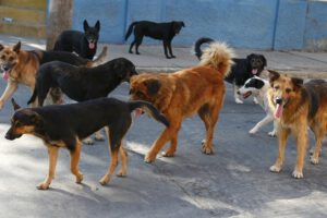 Agresiones de animales a personas en Oruro