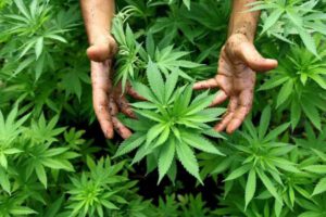 Autocultivo medicinal del cannabis en Argentina