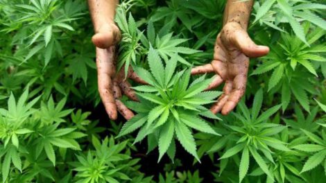 Autocultivo medicinal del cannabis en Argentina