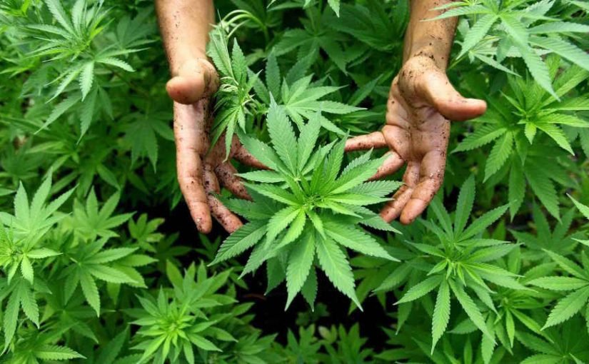 Autocultivo medicinal del cannabis en Argentina