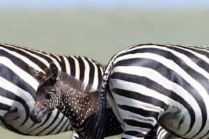 Cebra con puntos en lugar de rayas en Kenia