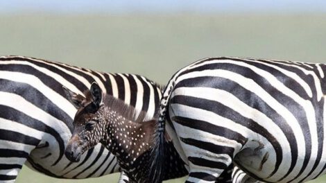 Cebra con puntos en lugar de rayas en Kenia