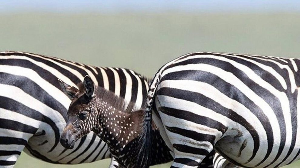 Cebra con puntos en lugar de rayas en Kenia
