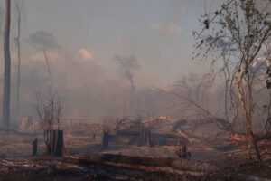 Incendios forestales en Santa Cruz