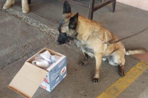 Can antidroga detecta droga en el aeropuerto Jorge Wilstermann